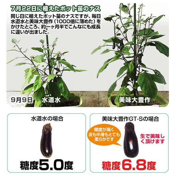 植物活力液 美味大豊作GT-S 5リットル 作物が早く大きく育ち収穫