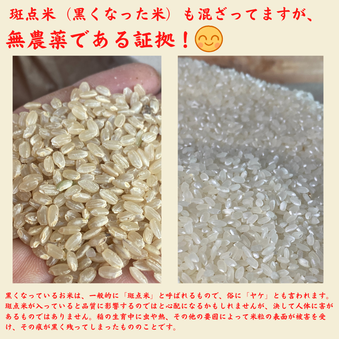 完全無農薬栽培 令和3年度米 愛媛県産にこまる 自然乾燥天日干し米20 
