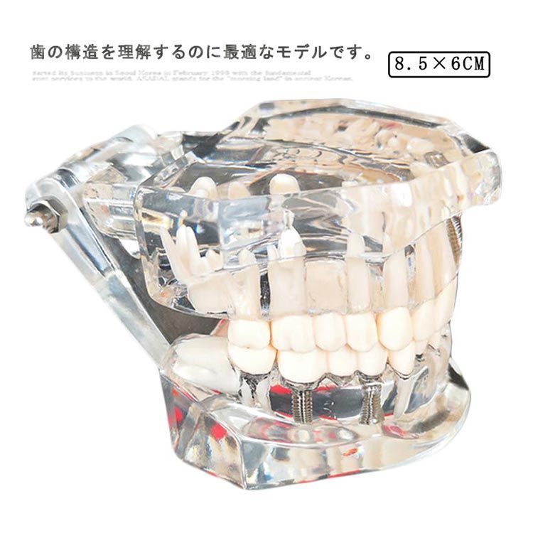 NISSINデンタルモデル ￼D16FE-500HPRO 歯科教育用模型