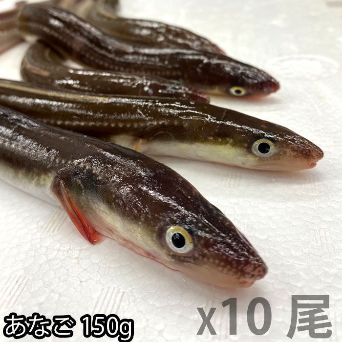 長崎産 朝〆 生 穴子 開き 約150g X10尾（冷蔵便） 骨 レシピ付き あなご アナゴ 煮穴子 白焼き 穴子丼 穴子天ぷら