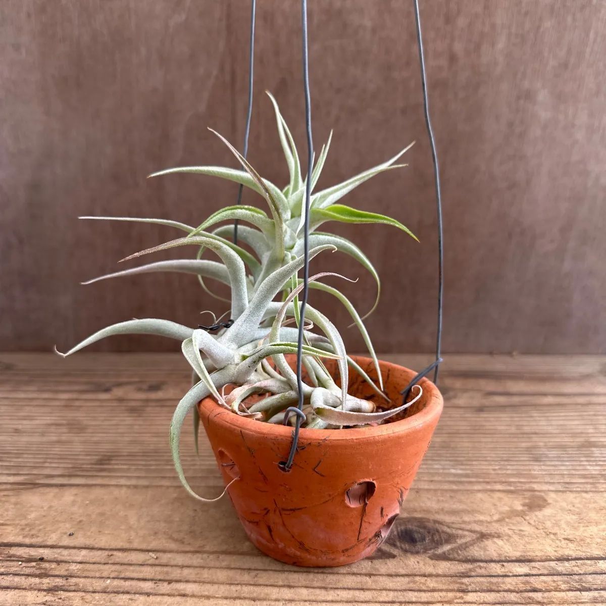 チランジア・カクティコラ Tillandsia cacticola 育て方 図鑑