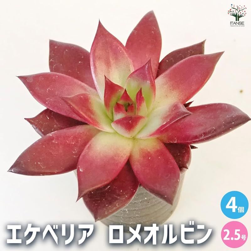 ＩＴＡＮＳＥ エケベリア ロメオルビン 2.5号 4個セット 多肉植物 学名 Echeveria agavoides Romeo Rubin ベンケイソウ科 エケベリア属 原産地 メキシコ 中米 ドイツのコーレスが育種した品種 従来のロメオよりもさら