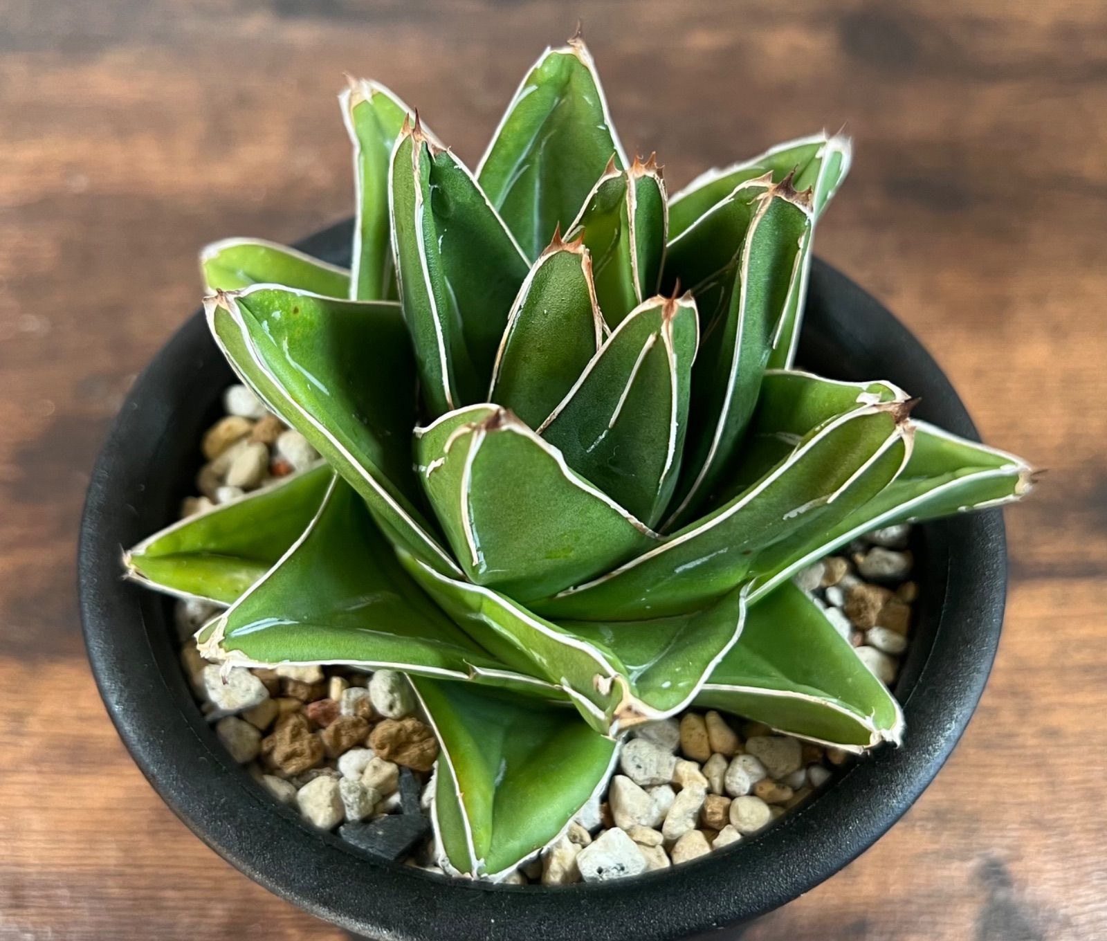 Agave&frasl;アガベ 笹の雪 桃太郎 中型極上株 発根済 送料込み - メルカリ