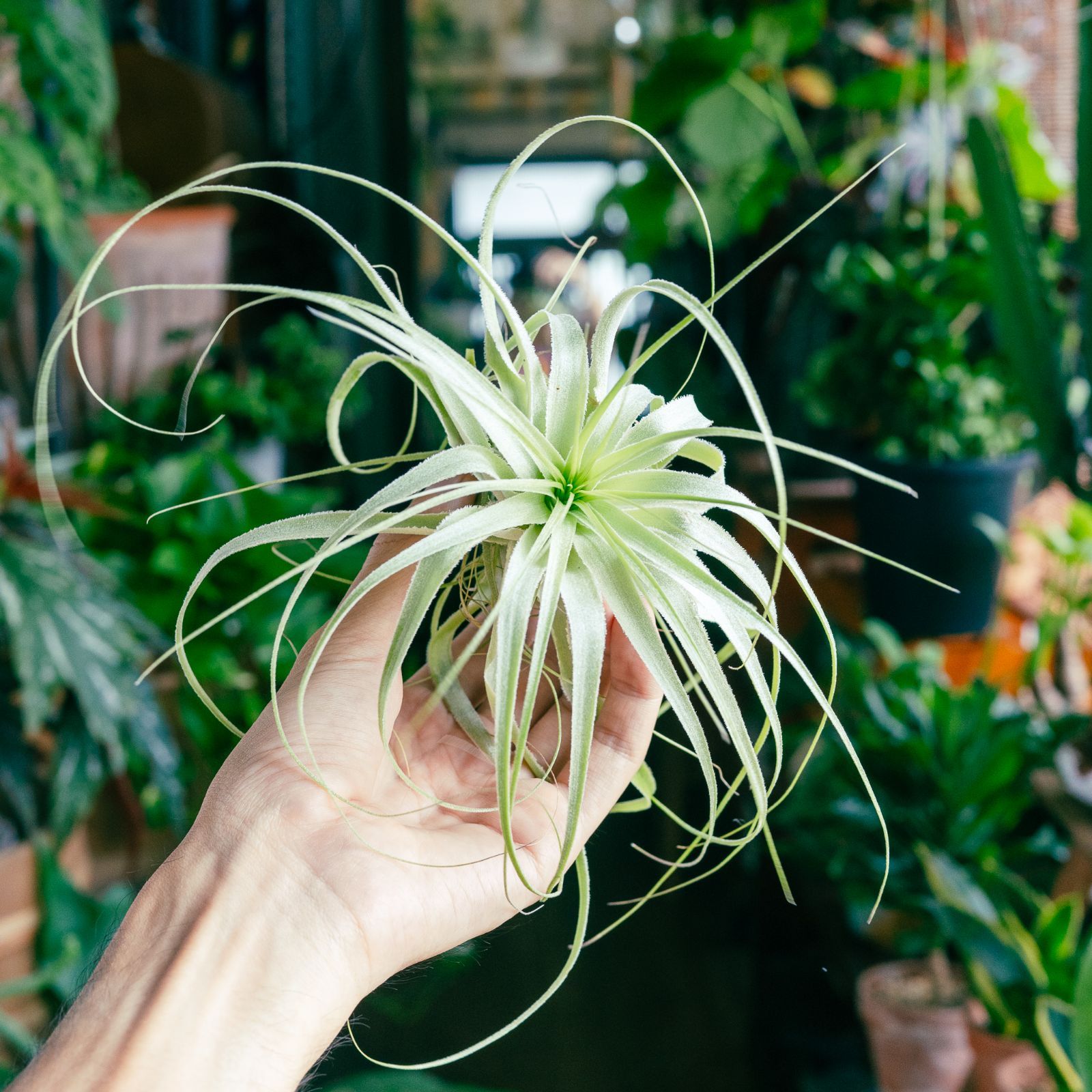 チランジア ロイテリ② (メルカリ便にてお届けします) チランジア ロイテリ② (メルカリ便にてお届けします)