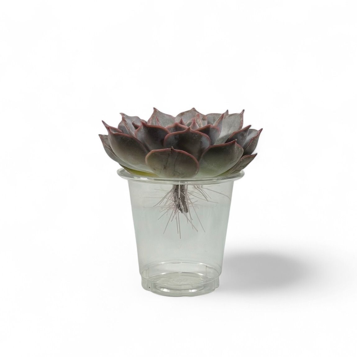 新品種】韓国苗 エケベリア アールグレイ 多肉植物 - メルカリ