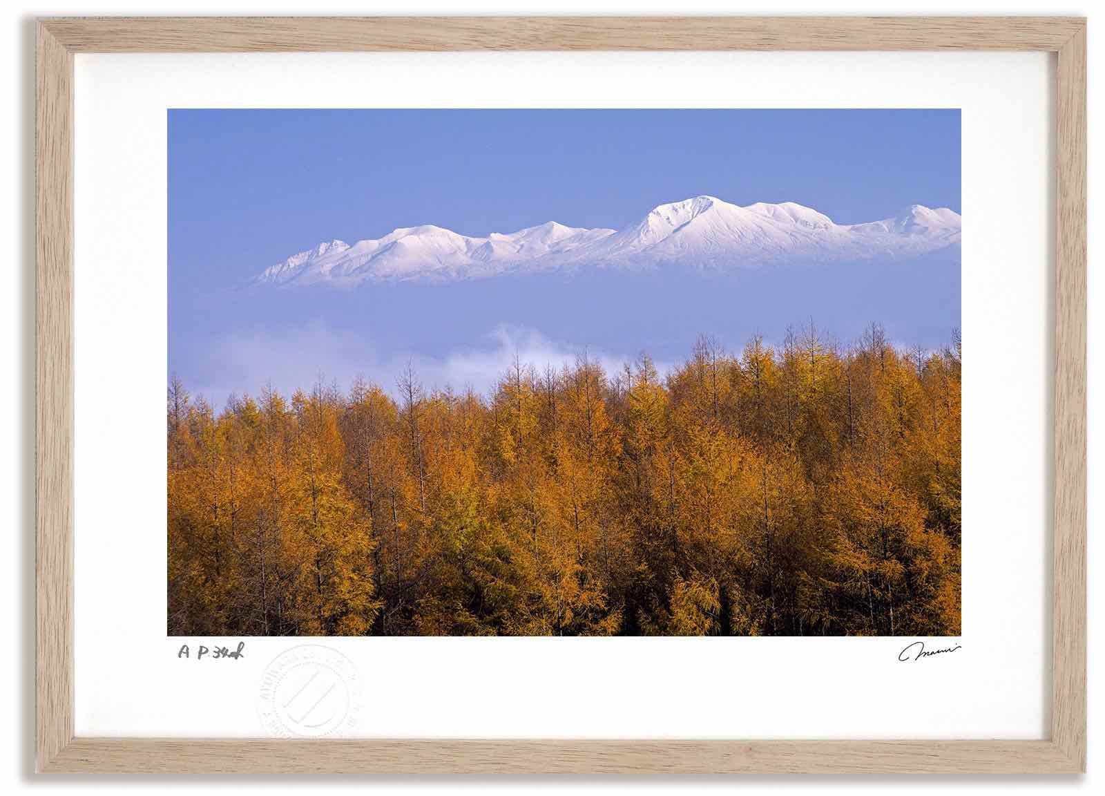 Amazon.co.jp: 【Amazon.co.jp限定】コガネゾラ (ハコニワリリィ