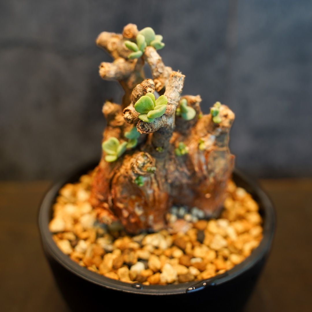 超厳選 パキポディウムグラキリス　現地球　ベアルート　チビグラ パキポディウム グラキリス 現地球 ベアルート (発根済み) 塊根