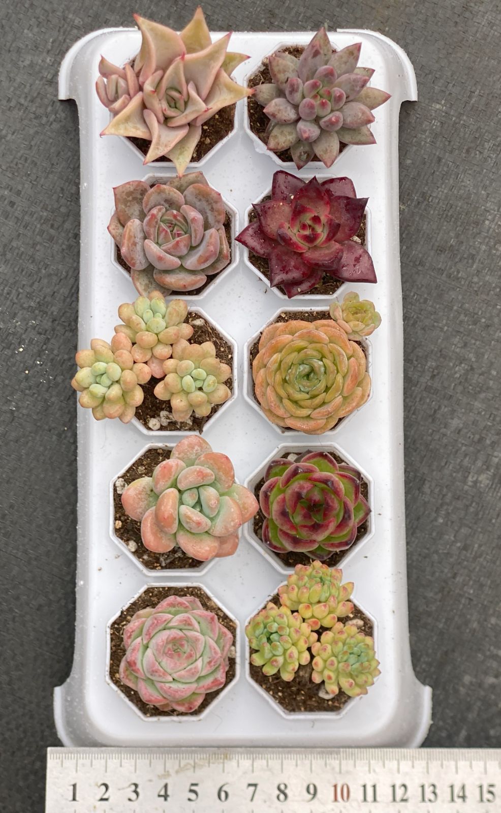 🌿【特価】数量限定 カラフル多肉植物10種セット《鉢付き・抜き