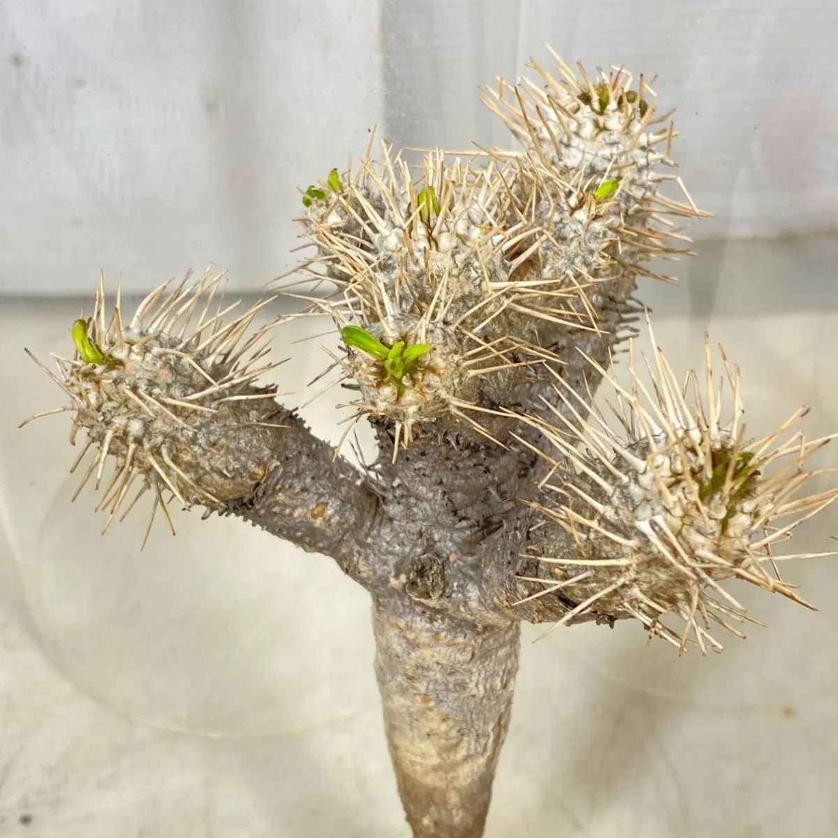 8015 「多肉植物」ユーフォルビア ギラウミニアナ 抜き苗【12/19最新到着・Euphorbia  guillauminiana・マダガスカル・塊根植物】 - メルカリ