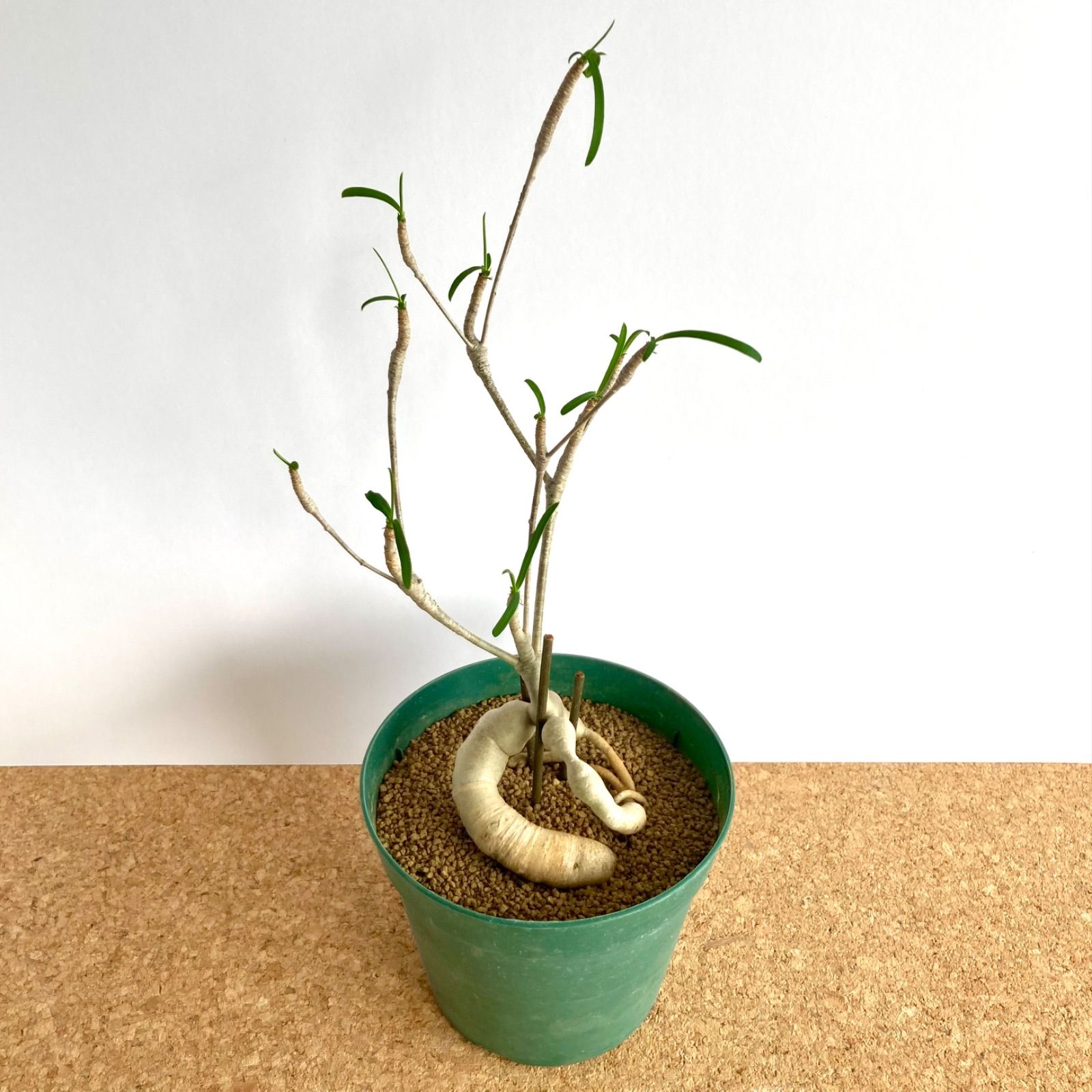 珍奇塊根植物  ユーフォルビア・ヘディオトイデス ユーフォルビア ヘディオトイデス / 塊根植物 コーデックス 多肉