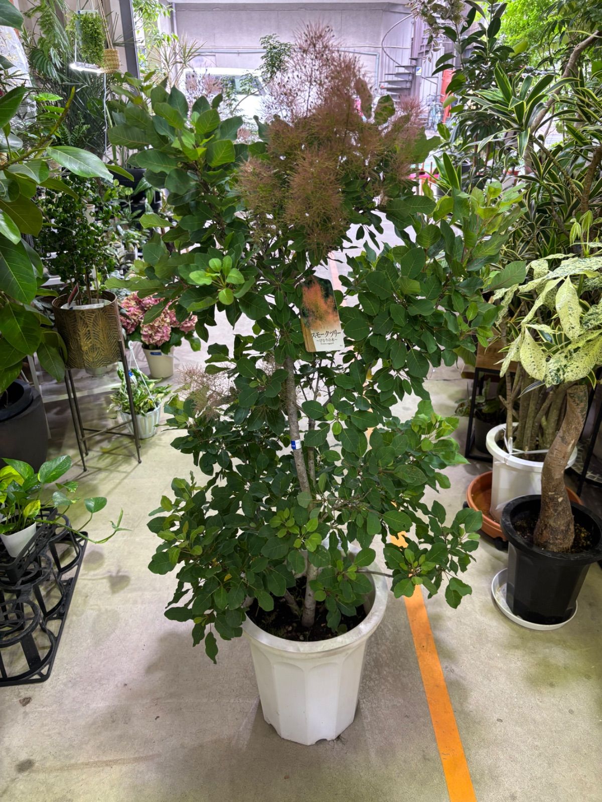 白樺の鉢植え　No.30　樹高128cm　送料込 白樺の鉢植え No.30 樹高128cm 送料込 白樺の鉢植え No.30 樹高128cm