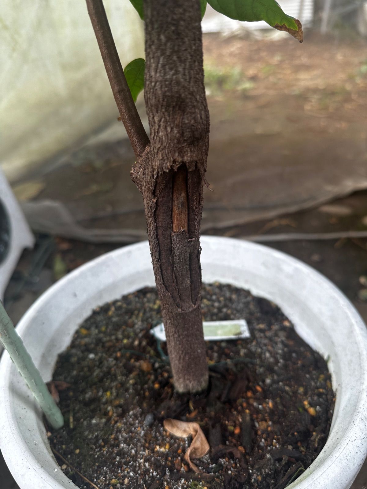 1点モノ 1.5mサイズ特大カカオの木 フォラステロ種 - メルカリ