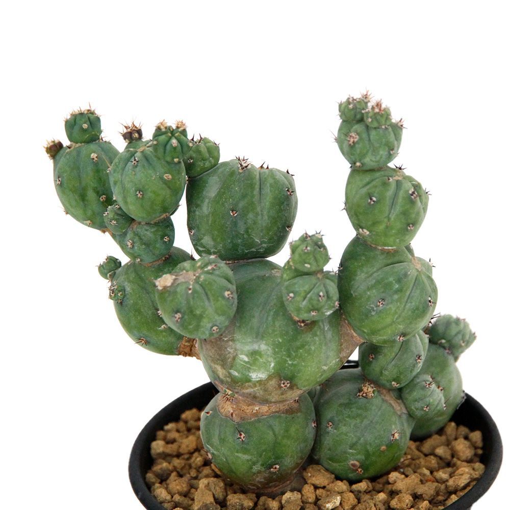 ミルチロカクタス ゲオメトリザン ミューテーション ３号 １鉢 358316