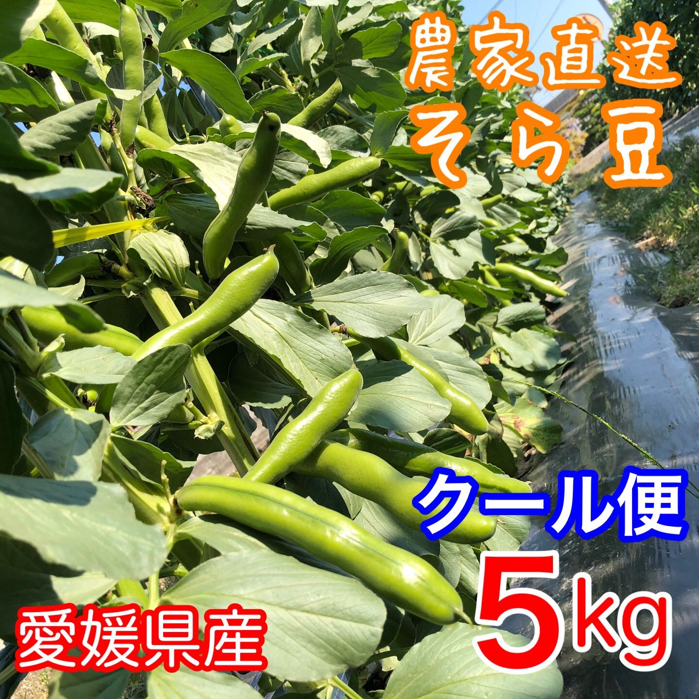 鹿児島県指宿市より直送 スナップエンドウ800g以上 訳あり品1⑧ - 野菜