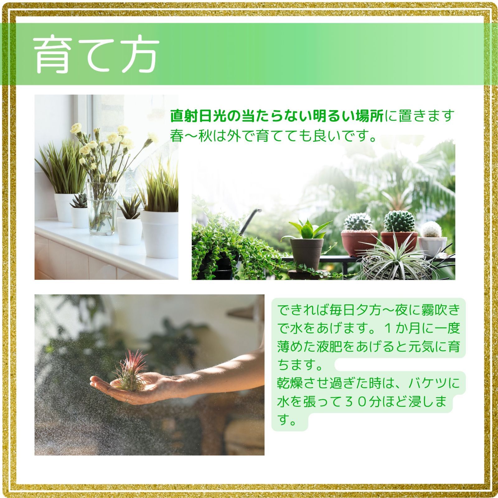 チランジア ロイテリ① (メルカリ便にてお届けします) Frontier Plants】オンラインストア6月24日販売予定約20種類の