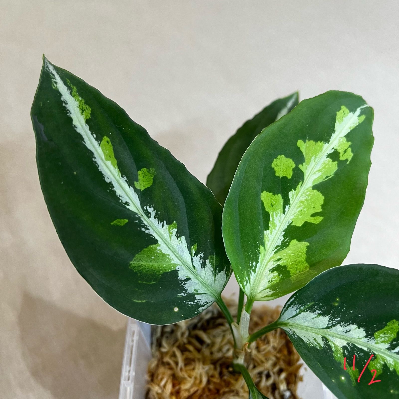 アグラオネマ ピクタム Aglaonema pictum 