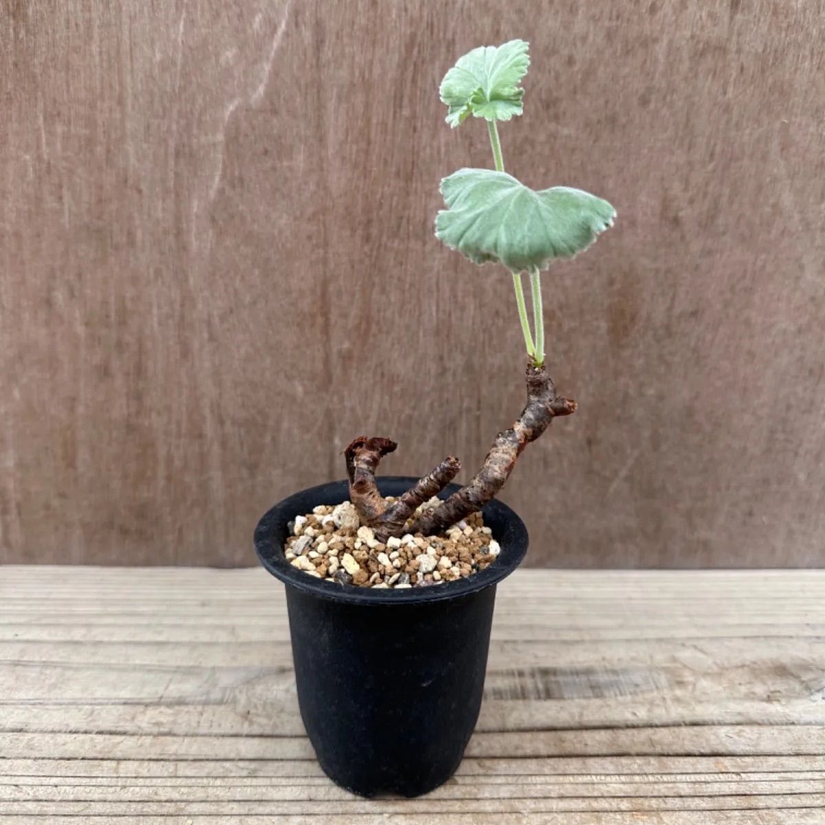 ペラルゴニウム ミラビレ④ Pelargonium mirabile 現品 観葉植物 観葉