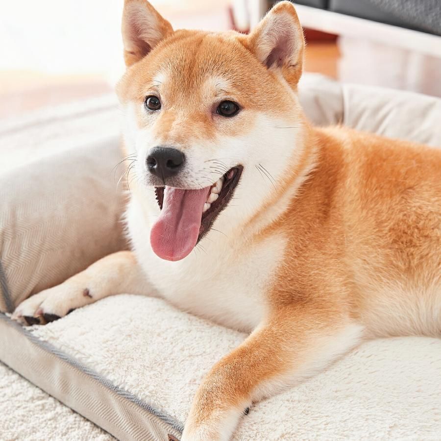 成犬