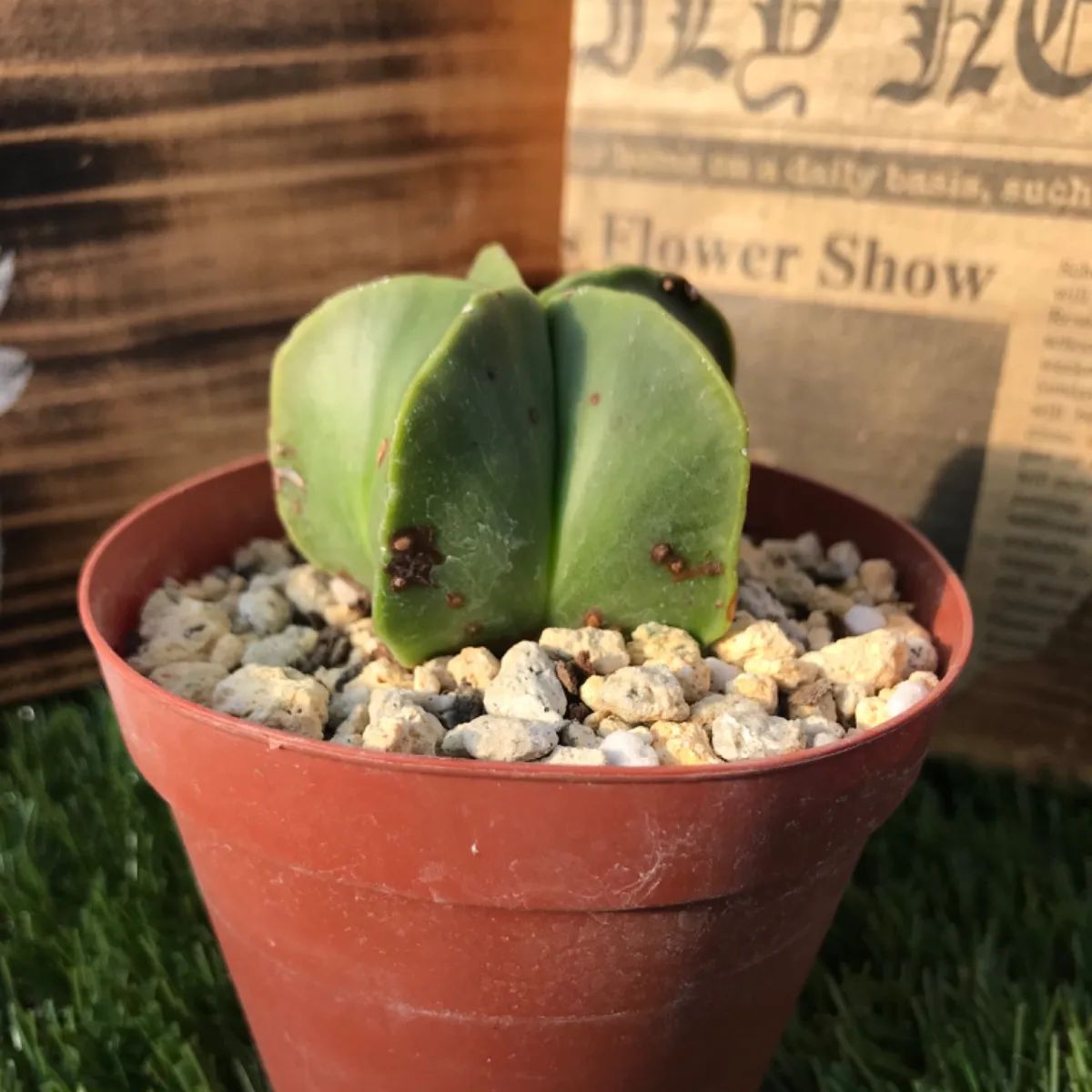 多肉植物 サボテン 碧瑠璃鸞鳳玉 (ヘキルリランポーギョク) ヘキラン