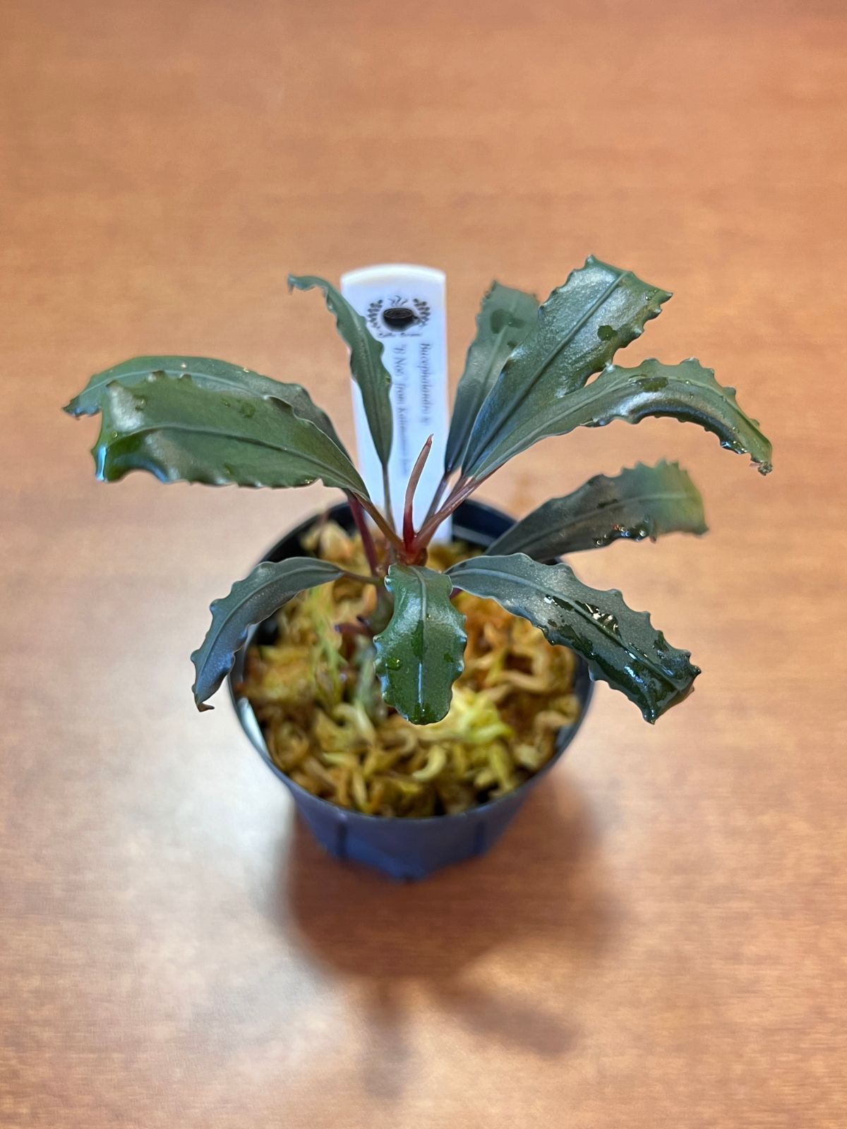 AZタグ付き】ブセファランドラ Bucephalandra sp. B オファー No6 AZ便