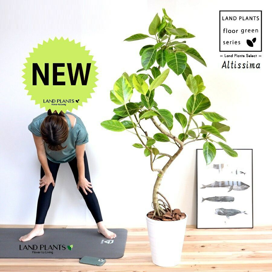 現品 フィカス ゴムの木 ウンベラータ 23番 フィカスウンベラータ