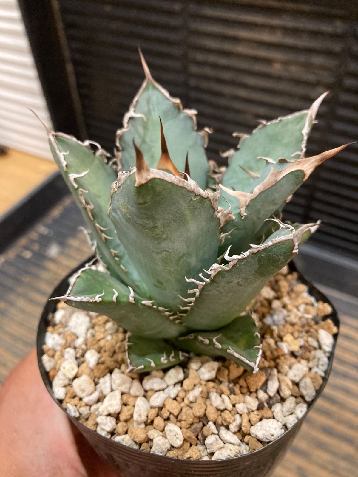 アガベ オテロイ実生 選抜株ノ子株 orange8plants 2025年最新