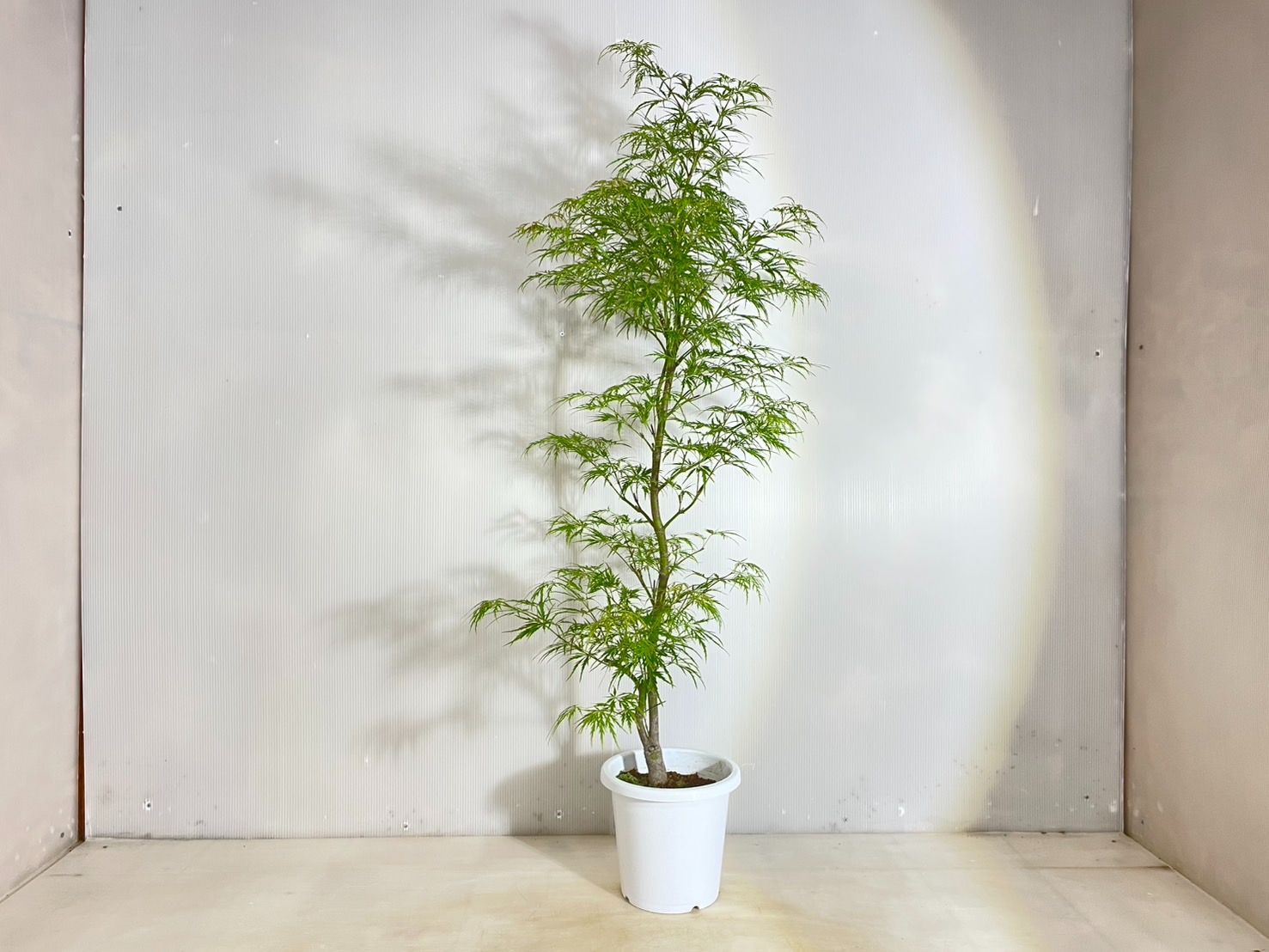 自然風 植木
