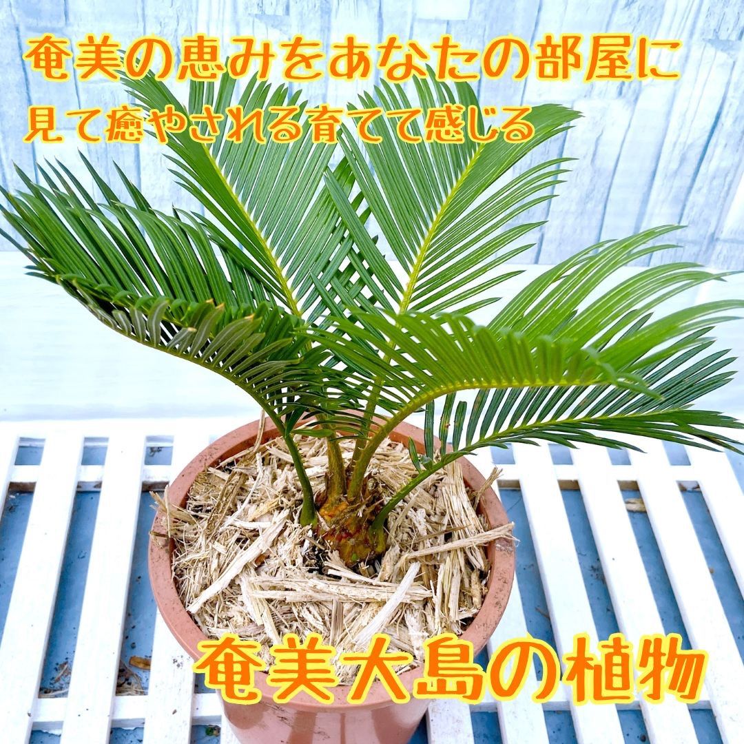 金環ソテツ、ソテツ、希少、奄美大島産。配達費コミコミ(埼玉県近辺)