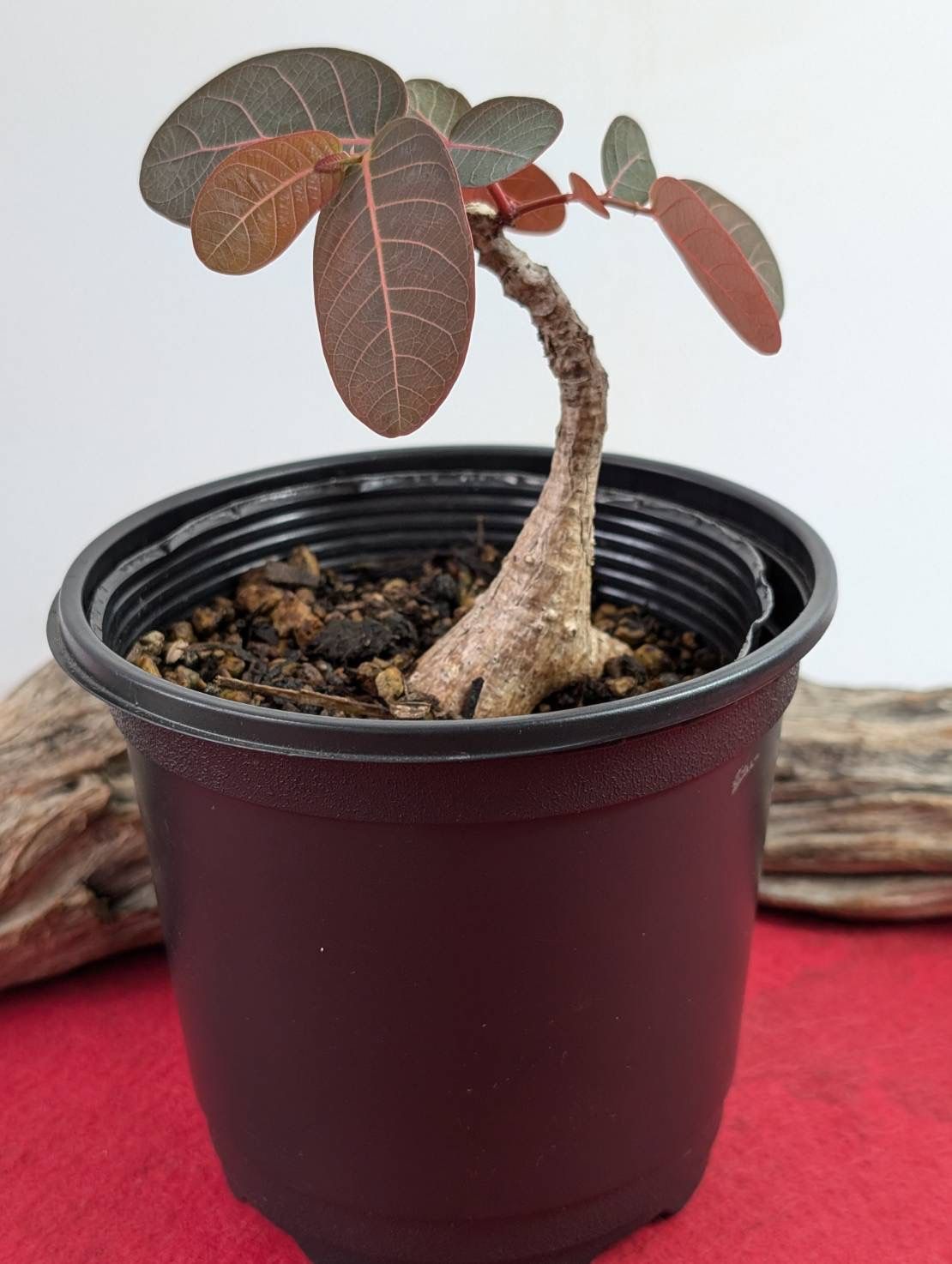 アデニウム　アラビカム　塊根植物　コーデックス 特大】アデニウム アラビカム 塊根 コーデックス サボテン 多肉植物