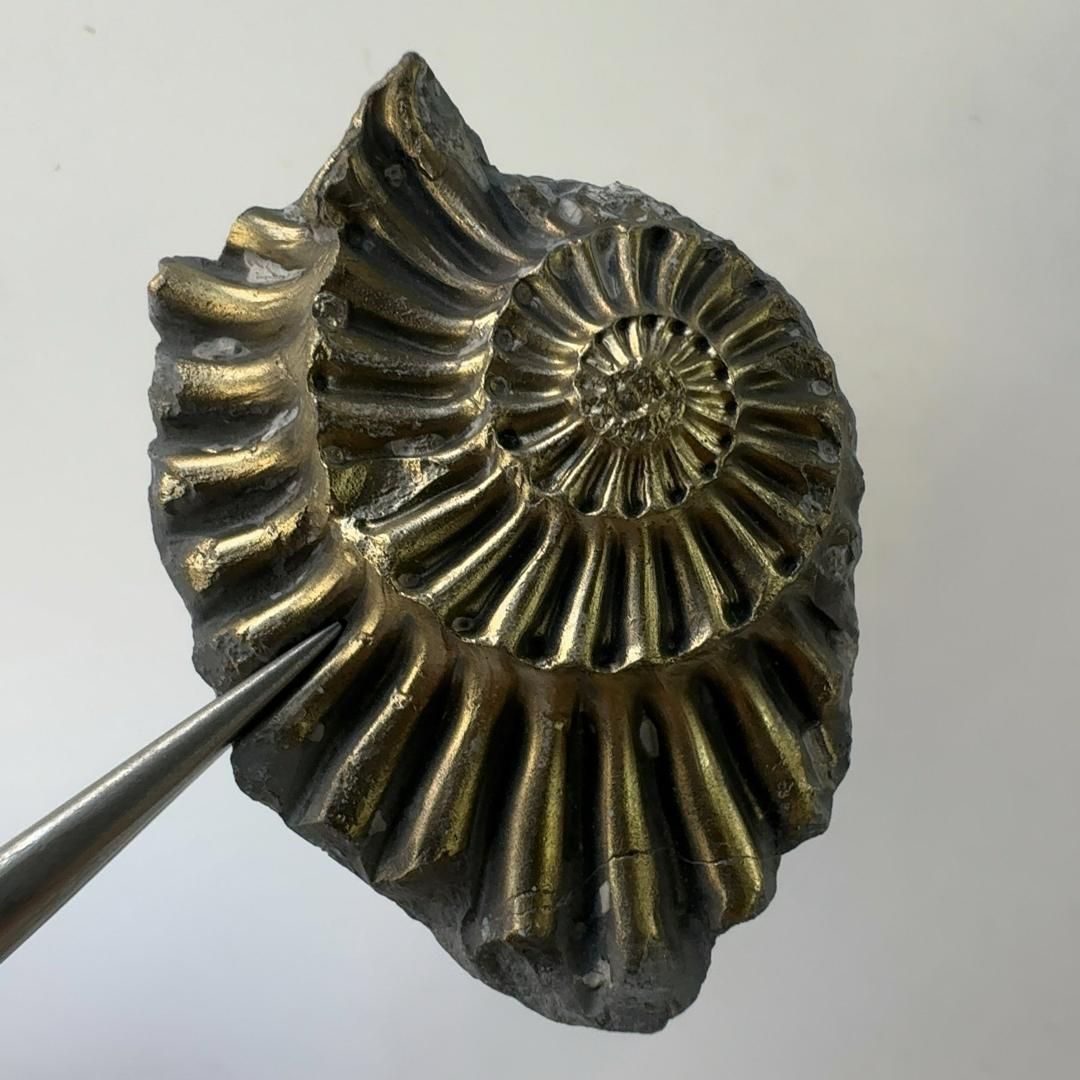 E23103】黄鉄鉱化したアンモナイト パイライト 黄鉄鉱