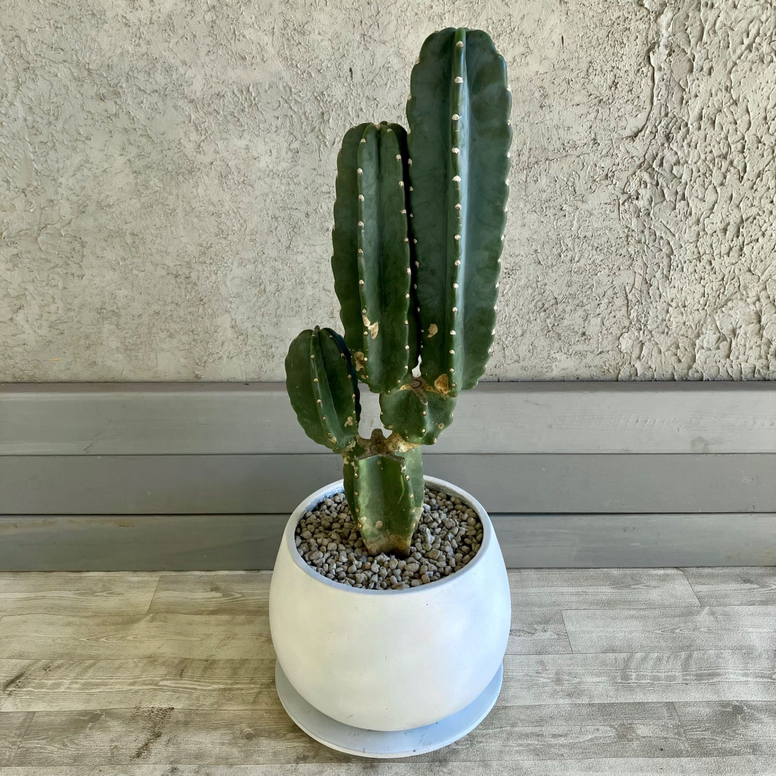 柱サボテン 鬼面角 ブランチ 8号 プラ鉢ごと発送 2024 【厳選された植物と鉢】柱サボテン ブランチ 鬼面角 8号