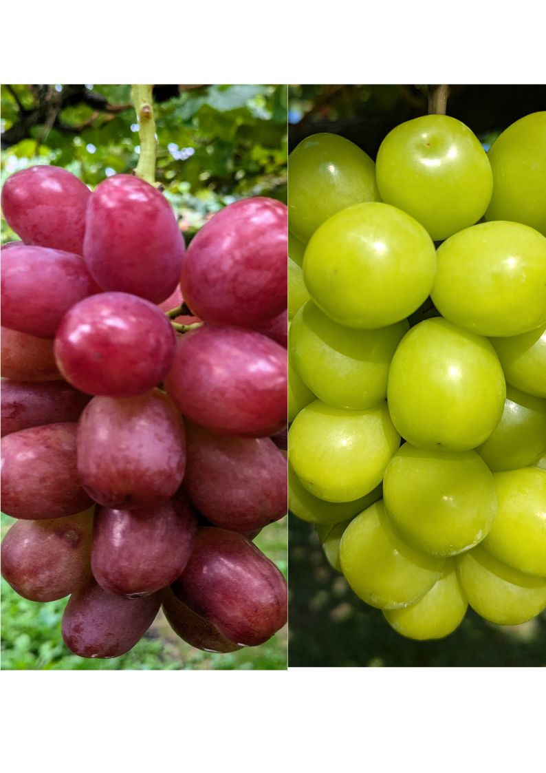 2025年 農家直送 クイーンルージュ®・シャインマスカット 食べ比べ