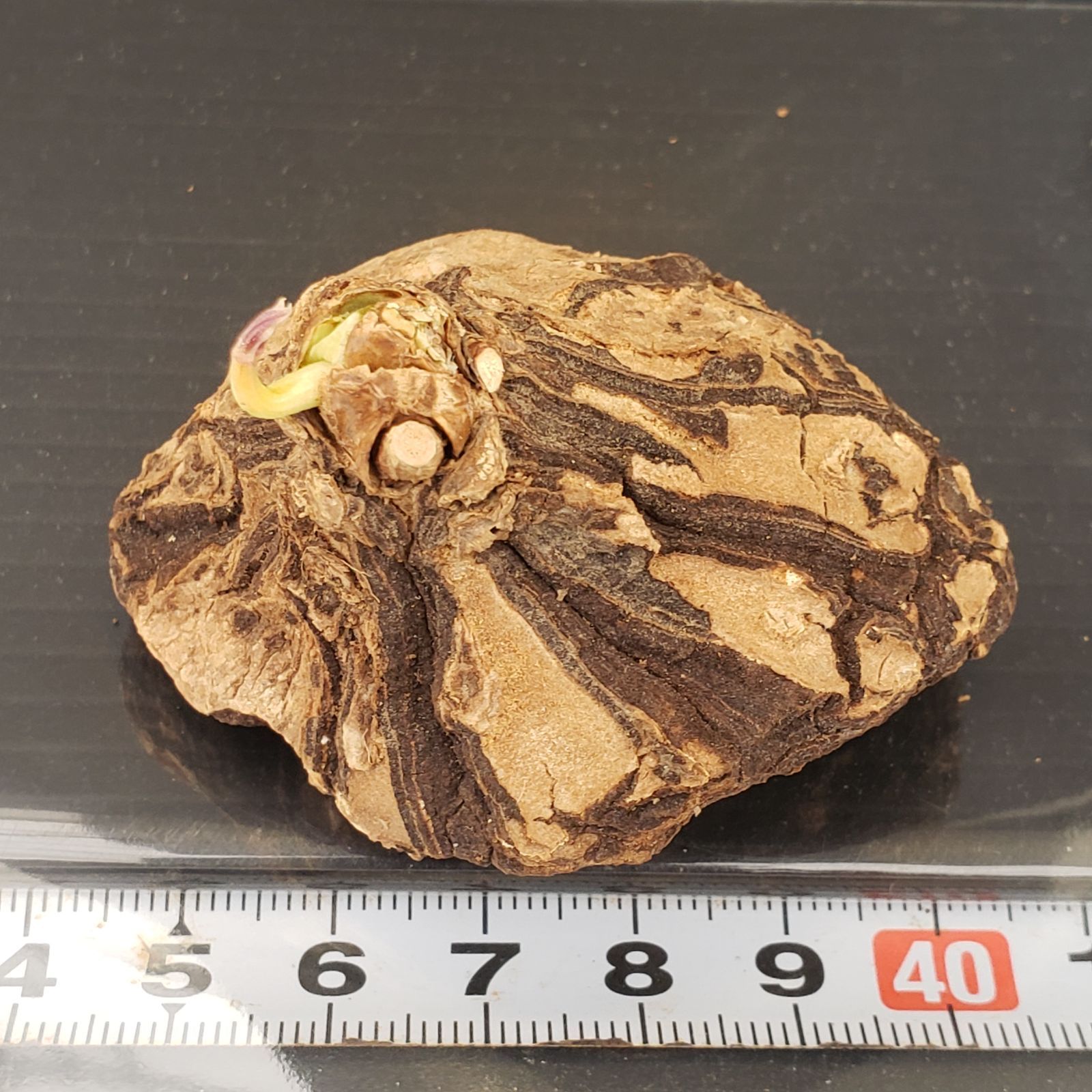 ☆*☆様 メキシコ亀甲竜（SBラベル）　塊根植物　珍奇植物　ディオスコレア・メキ コーデックス：メキシコ亀甲竜 ディオスコレア マクロスタチア