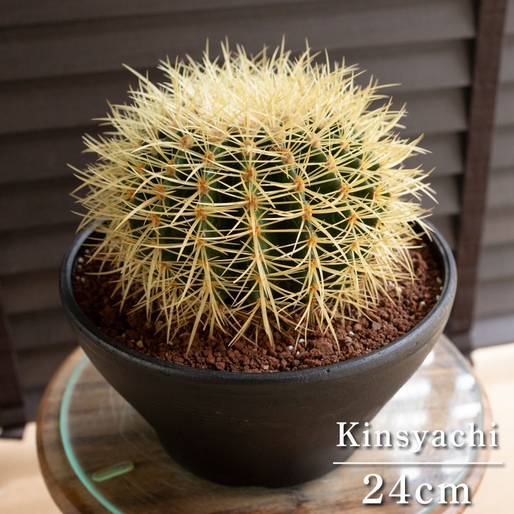 発根済 24cm 金鯱 サボテン 8号 ドライガーデン 金シャチ キンシャチ 陶器鉢 1025BK-1