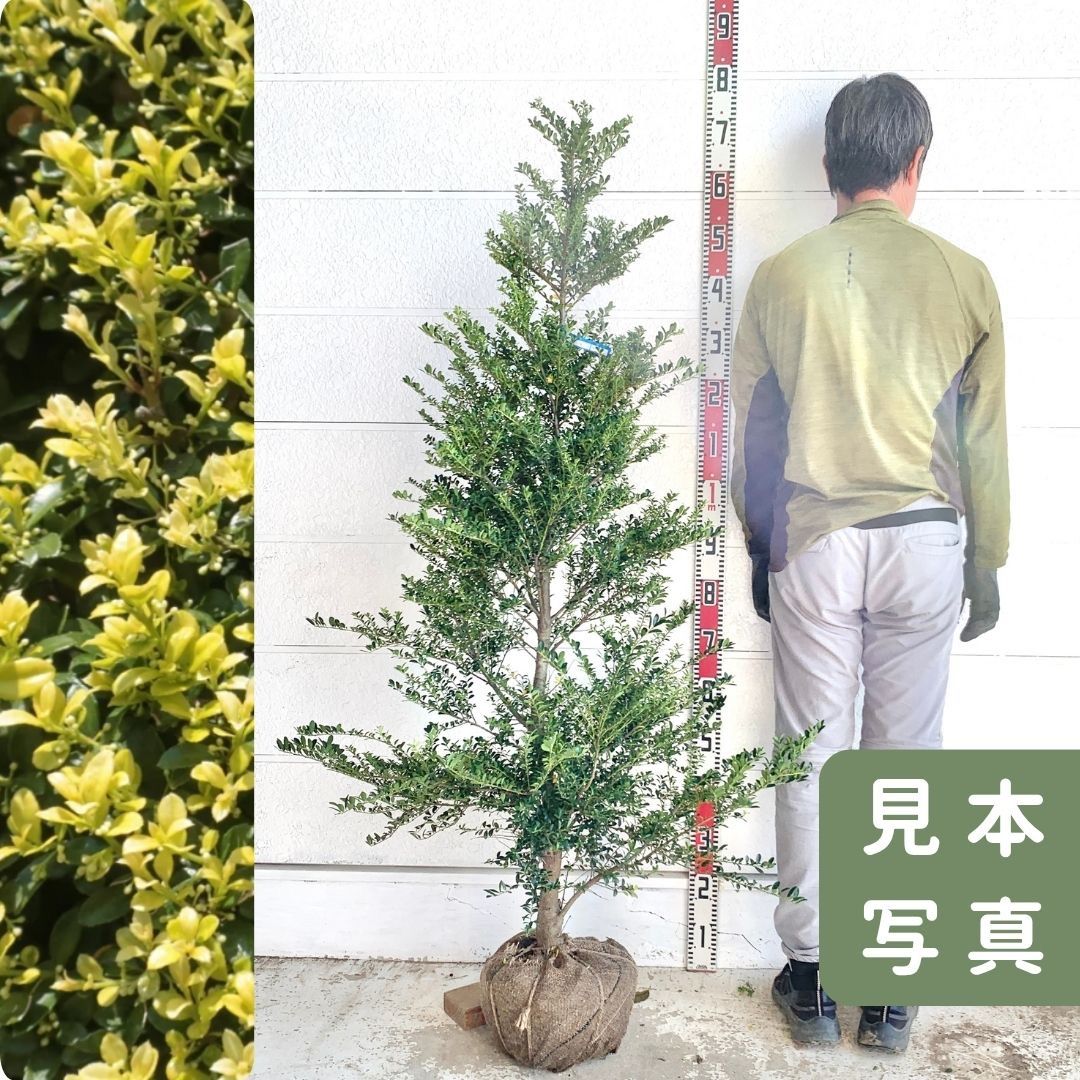 キンメツゲ 生垣用 約160cm トピアリー 玉柘植 柘植 苗木 植木 庭木 生垣 垣根 目隠し