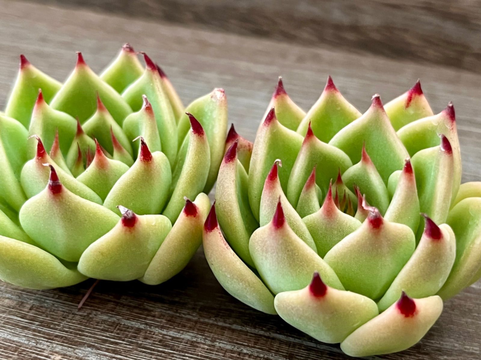 ☆多肉植物 トスカネリ エケベリア 韓国苗☆ - メルカリ