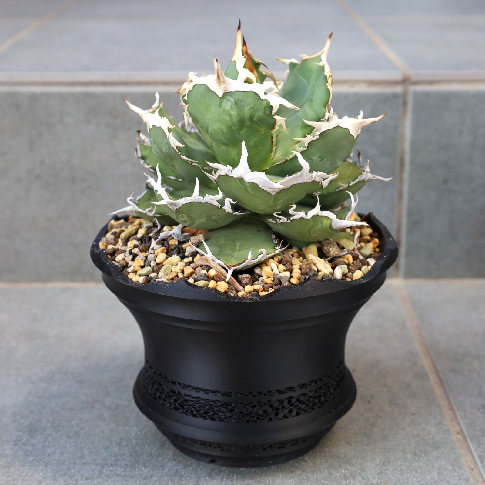 MetaFlora No.017-210mm (7号鉢) - メルカリ