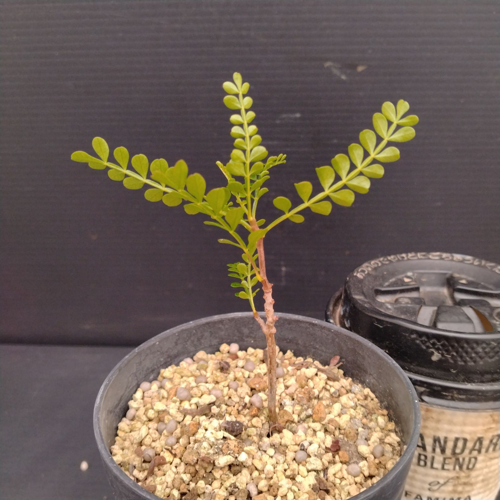 オペルクリカリア パキプス 実生　塊根植物 オペルクリカリアパキプスの実生に挑戦しました！① -趣味の園芸