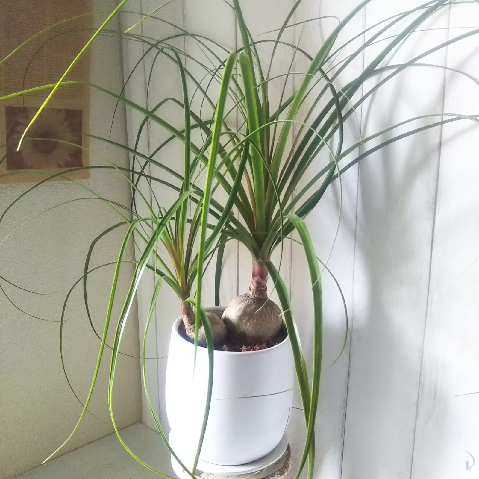 安心発送 ノリナポニーテール トックリラン 陶器鉢受皿付 珍しい樹形 可愛い観葉植物 Macarons Recrutement Com