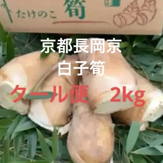 京都 長岡京 白子たけのこ 朝堀りタケノコ 2kg
