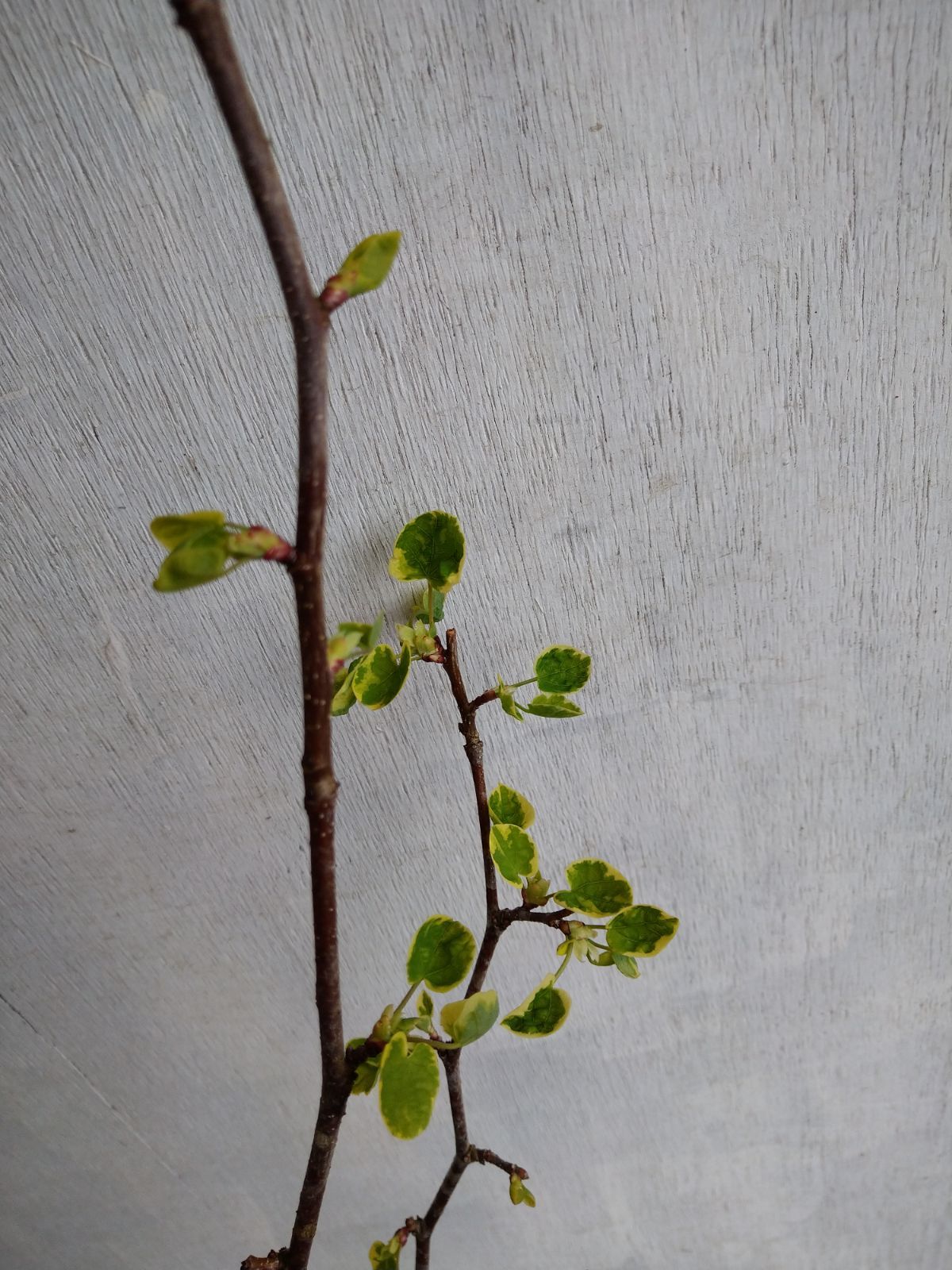 miya様ご