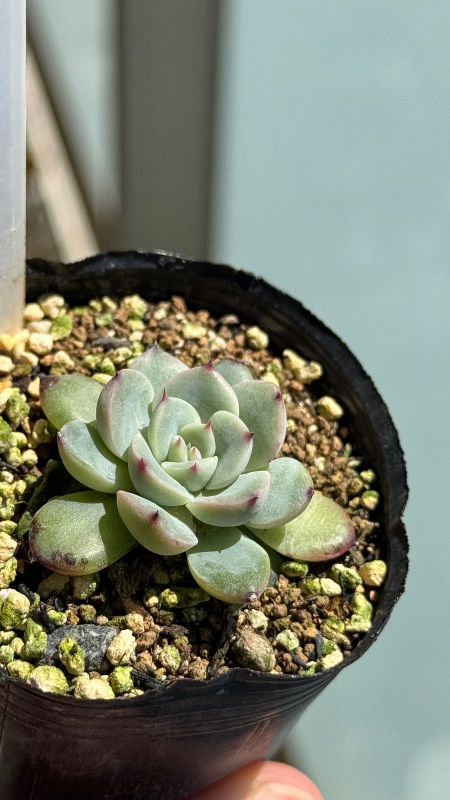 多肉植物 札なし (黒爪ザラゴーサxチワワ)xメキシコポルデンシス 多肉植物 札なし (黒爪ザラゴーサxチワワ)xメキシコポルデンシス