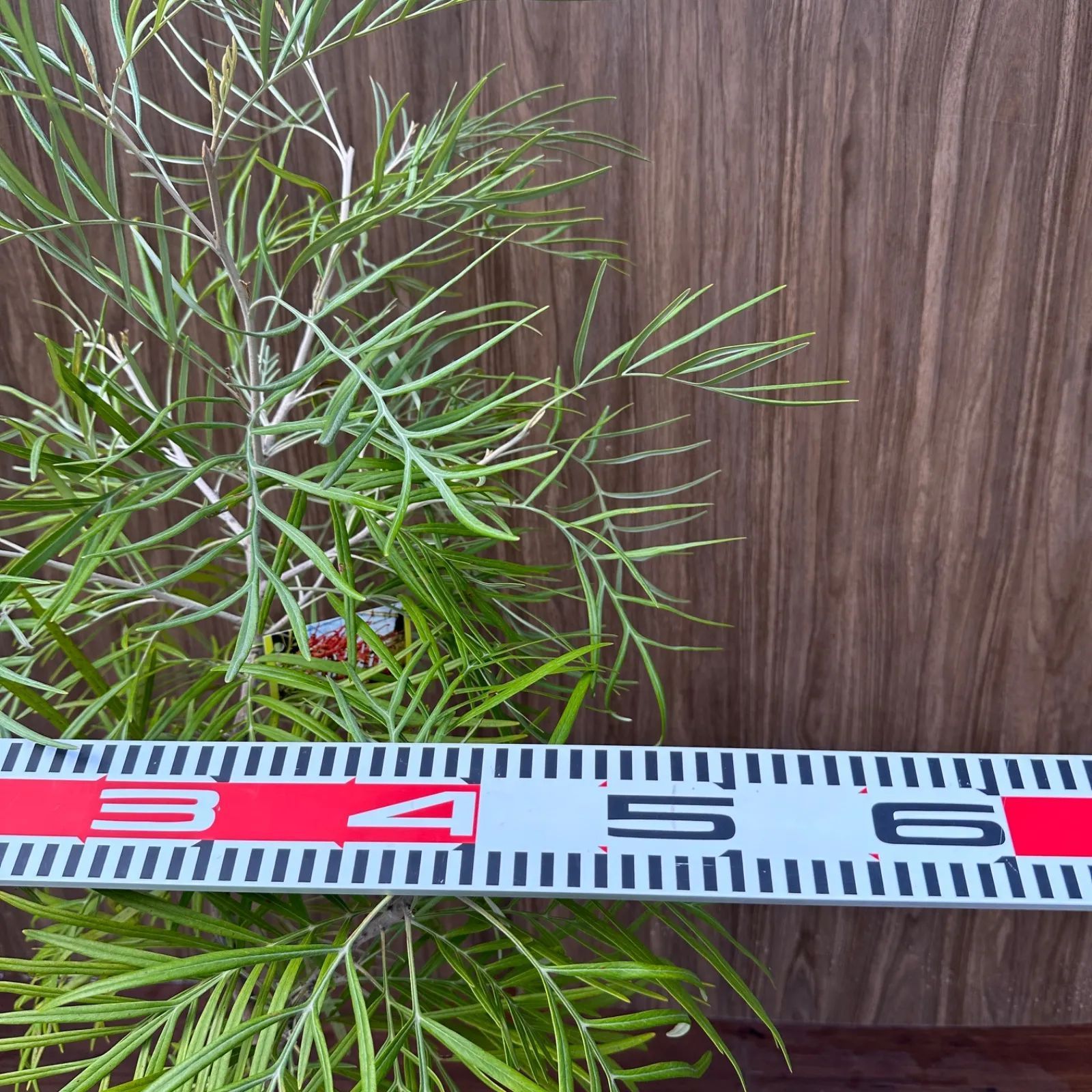 お値下げ！グレビレア　バンクシー お値下げ！グレビレア バンクシー - メルカリ