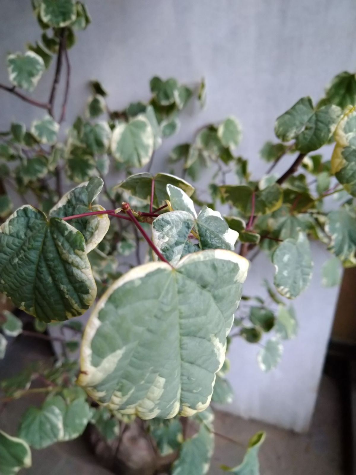 マルバノキ恵那錦株立ちB