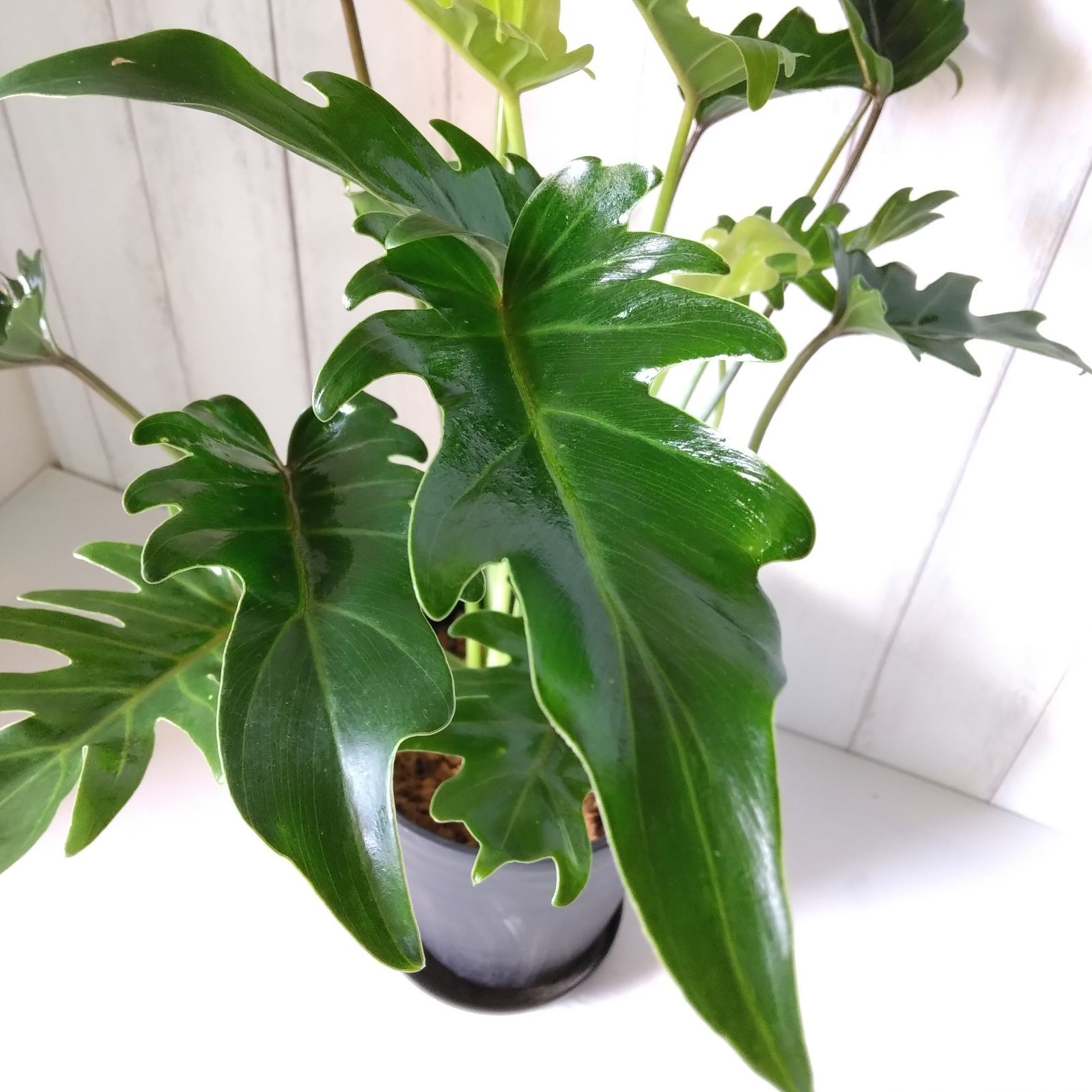 現品】フィロデンドロン・クッカバラ 観葉植物 高級セラアート鉢