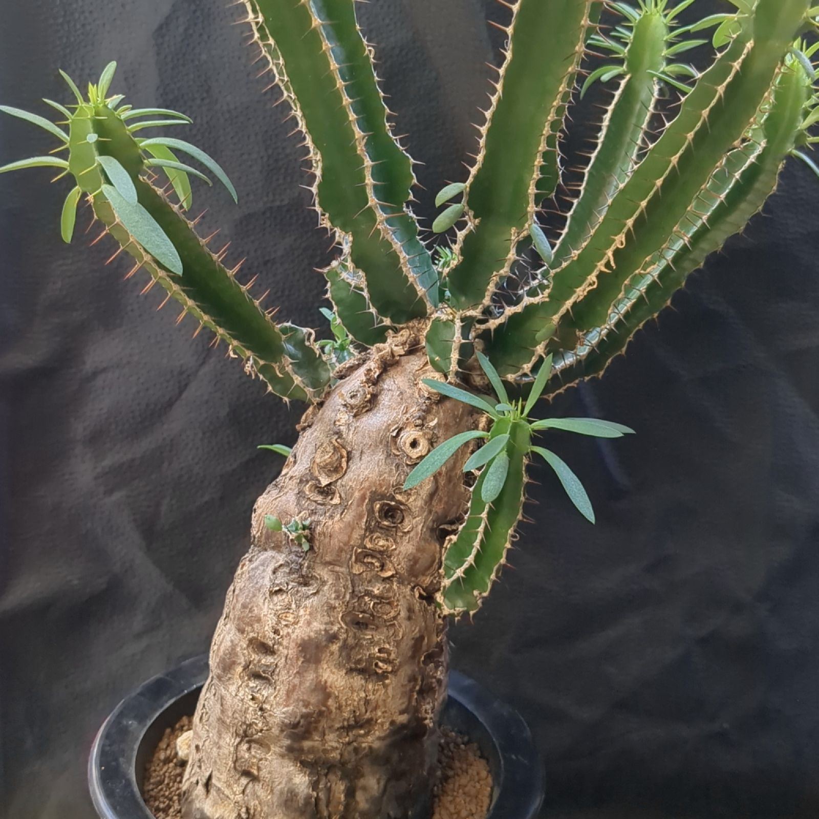 ユーフォルビア ムランジーナ【 稀有 】早いもの勝ち 鉢のまま