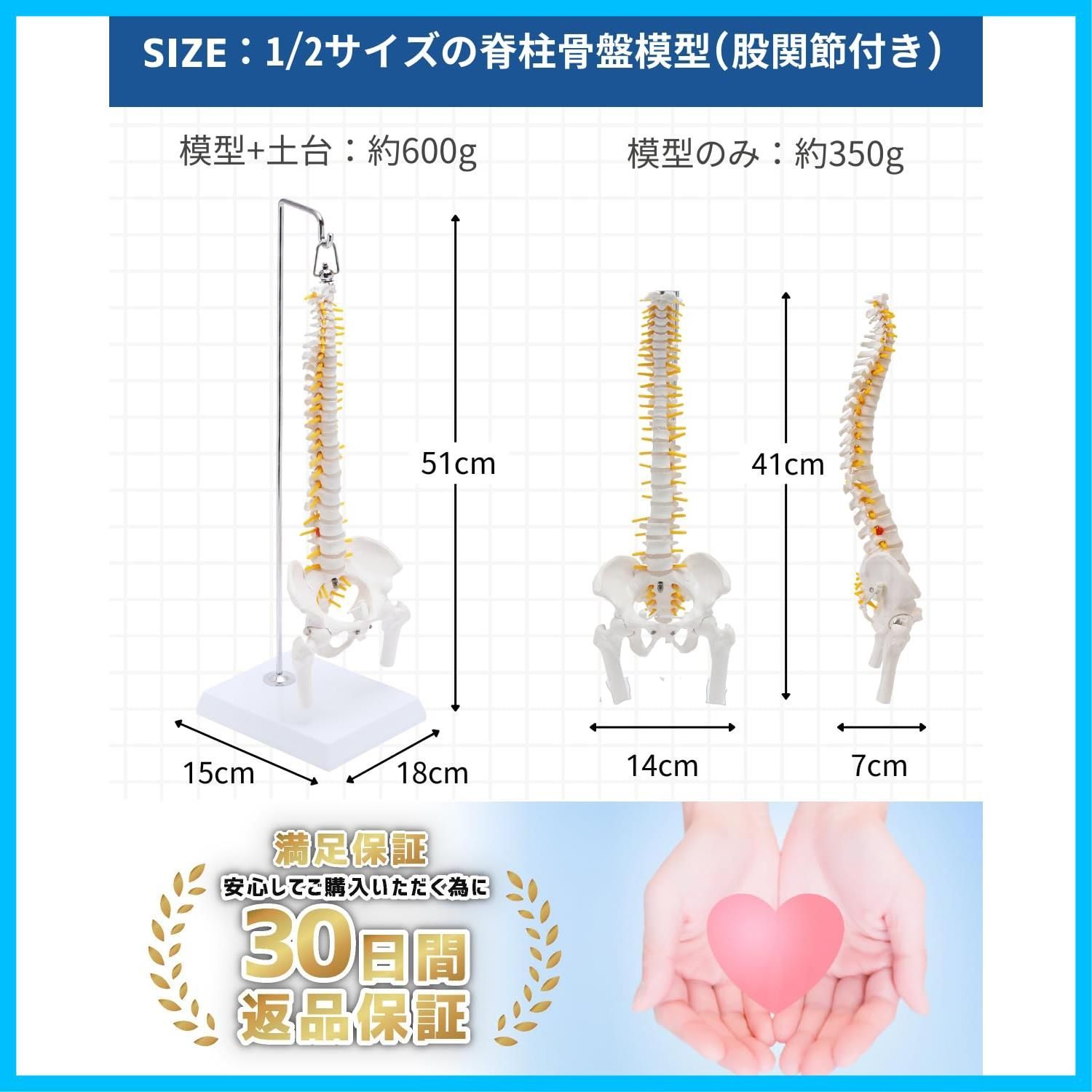 可動する骨盤と股関節