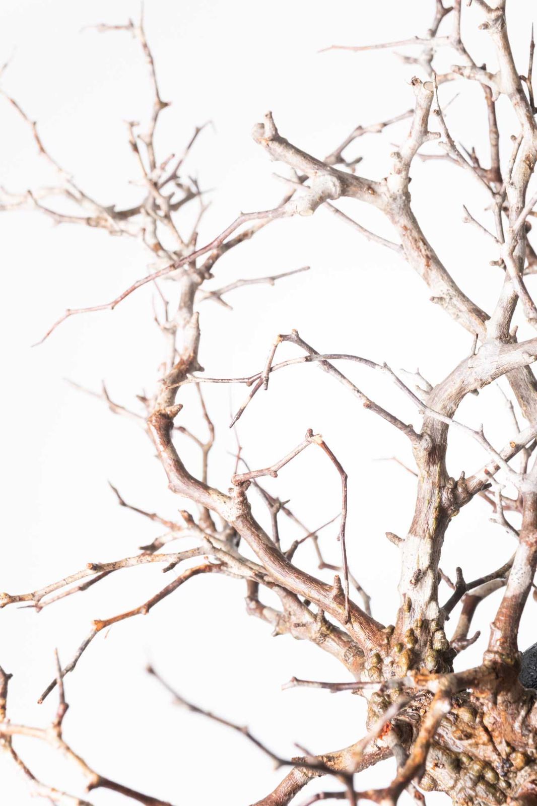 EP212 オペルクリカリア パキプス コーデックス ベアルート株 IP67 オペルクリカリア パキプス コーデックス ベアルート株