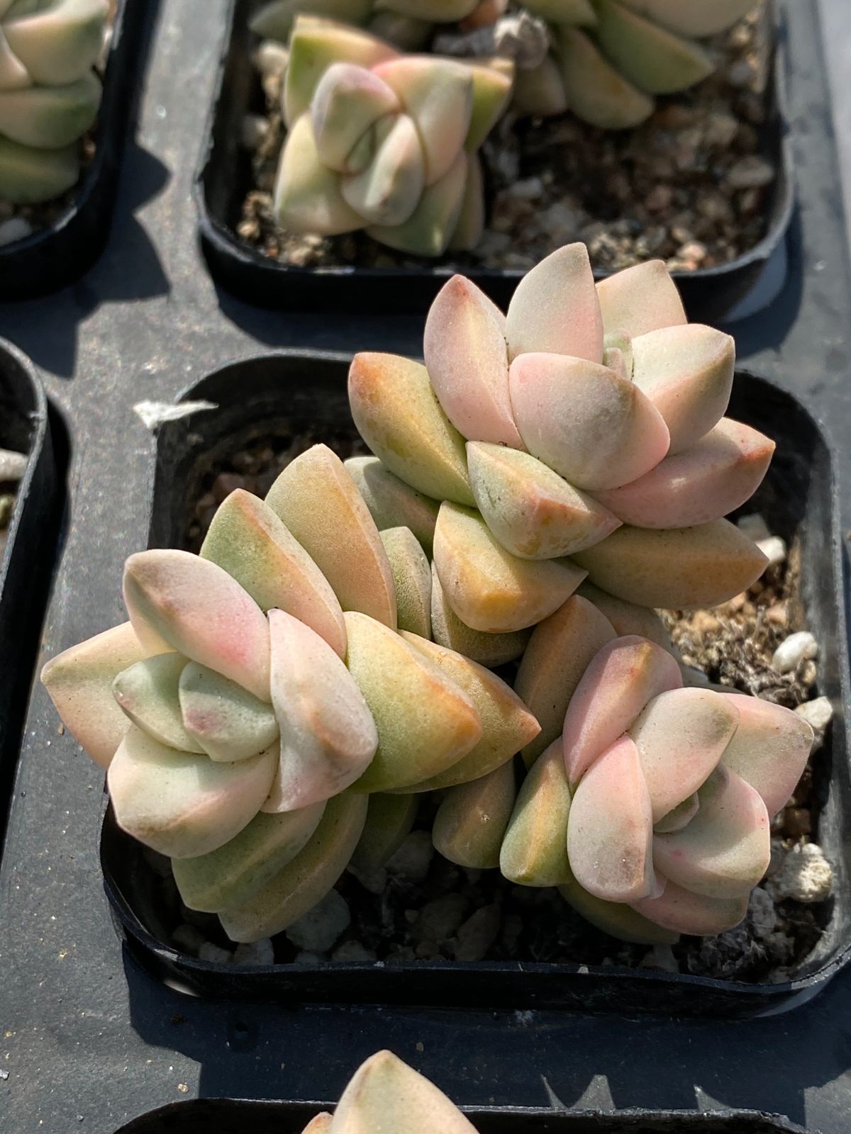 多肉植物 韓国苗 リファー 多肉植物 韓国苗の販売・通販サイト -Jewel