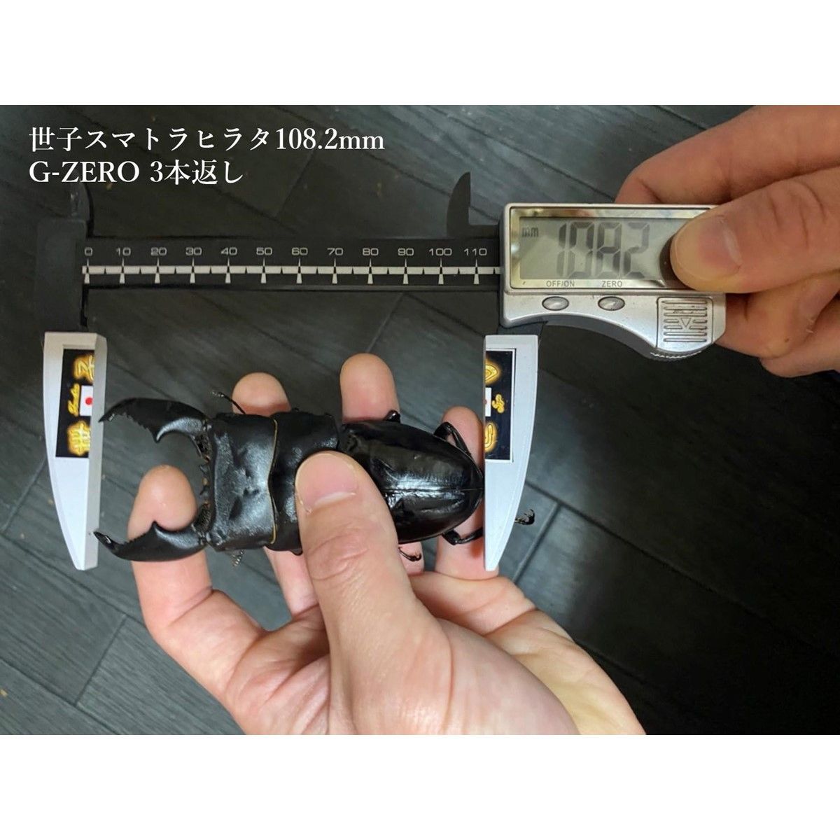 ギネス2冠 スマトラオオヒラタ108.8mm【DDA】G-ZERO 菌糸 1500ボトル 3本セット dda クワガタ 菌糸瓶 菌糸ビン 幼虫 エサ